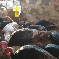 بوقلمون محلی