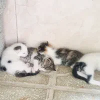 واگذاری گربه رایگان