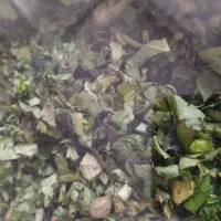 کرفس کوهی