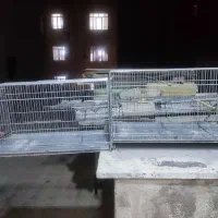 قفس ۱۰ خان پرون بازاری و پرون غلامی