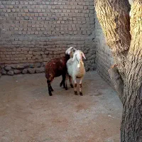 گوسفند|حیوانات مزرعه|سیلاخور, |دیوار