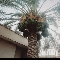 بستن نخل خرما