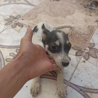 سگ شیواوا