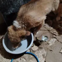 سگ پا کوتاه