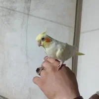 ۲ عدد عروس هلندی نر و ماده با قفس قیمت ۲۵۰۰۰۰۰