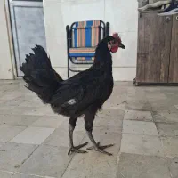 فروش خروس محلی