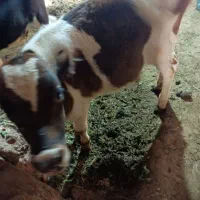 یک عدد گوساله نر سمینتال اصیل