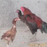 مرغ خروس