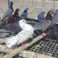 دم چتری وطوق