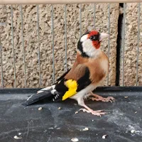 سهره کت بازکن