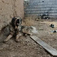 سگ سرابی