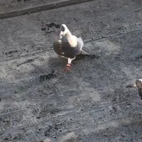شهری الماسی بی عیب شش دونگ