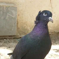 کبوتر نر راعبی (رواعب)