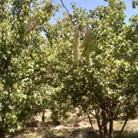 باغ ویلا