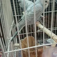 مرغ عشق|پرنده|اسفراین, |دیوار