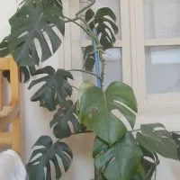 گل برگ انجیری