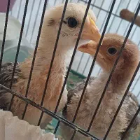 جوجه رسمی ۲ماه و نیمه