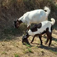 بزقاله چاق نر ماده