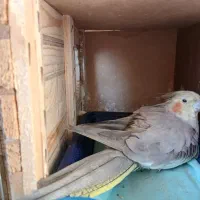عروس هلندی  با تخم