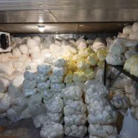 کره حیوانی اصل
