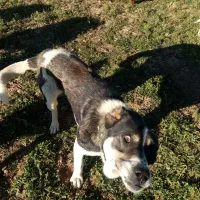 سگ پژدر|سگ|حسین آباد, |دیوار