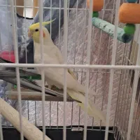 دوعدد عروس هلندی نر