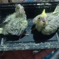 جوجه عروس هلندی