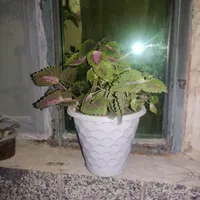 گل برای معاوضه|گل و گیاه طبیعی|اصفهان, هفتون|دیوار