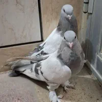 جفت ترکیه اصل و جفت زاغ آبادانی اصیل