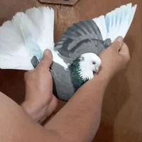 کبوتر پرشی عطیقه کاشان