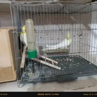 ۱ جفت عروس هلندی