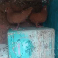 جفت زرد کلاغ فروشی