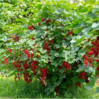 نهال ردکارنت (انگور فرنگی قرمز)