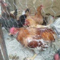 خروس|حیوانات مزرعه|بروجرد, |دیوار