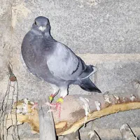 جوجه سبز