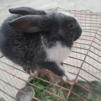 خرگوش