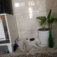 واگذاری گربه
