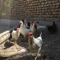 فروش چند ۱۲عدد مرغ