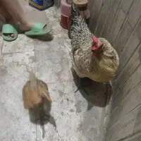 مرغ تخمگذار محلی وجوجه محلی