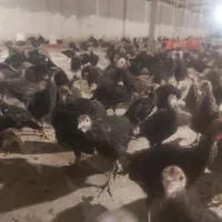 جوجه بوقلمون ماده یک کیلویی