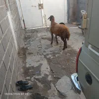 بره نر