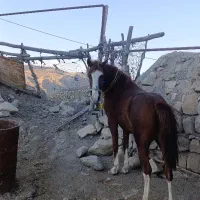 اسب