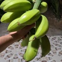 گل گیاه|گل و گیاه طبیعی|برازجان, |دیوار