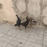 جوجه خروس لاری