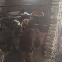 بره نر
