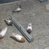 شش جفت کبوتر سینه