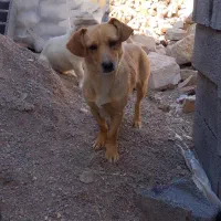 سگ پاکوتاه ماده