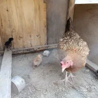 مرغ و خروس محلی