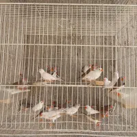 فروش فنچ