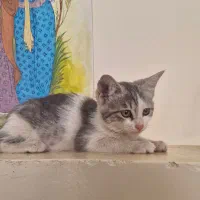 واگذاری 3 بچه گربه